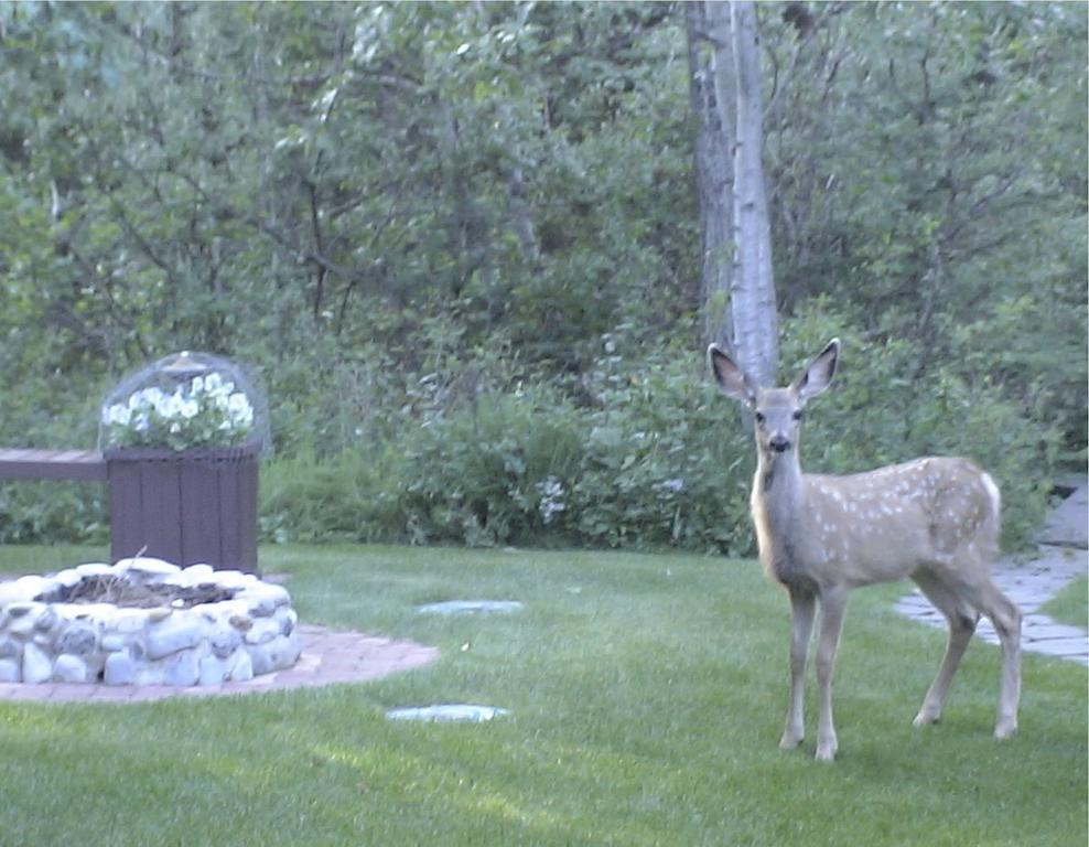 Redwood Meadows Bed And Breakfast Bragg Creek Luaran gambar